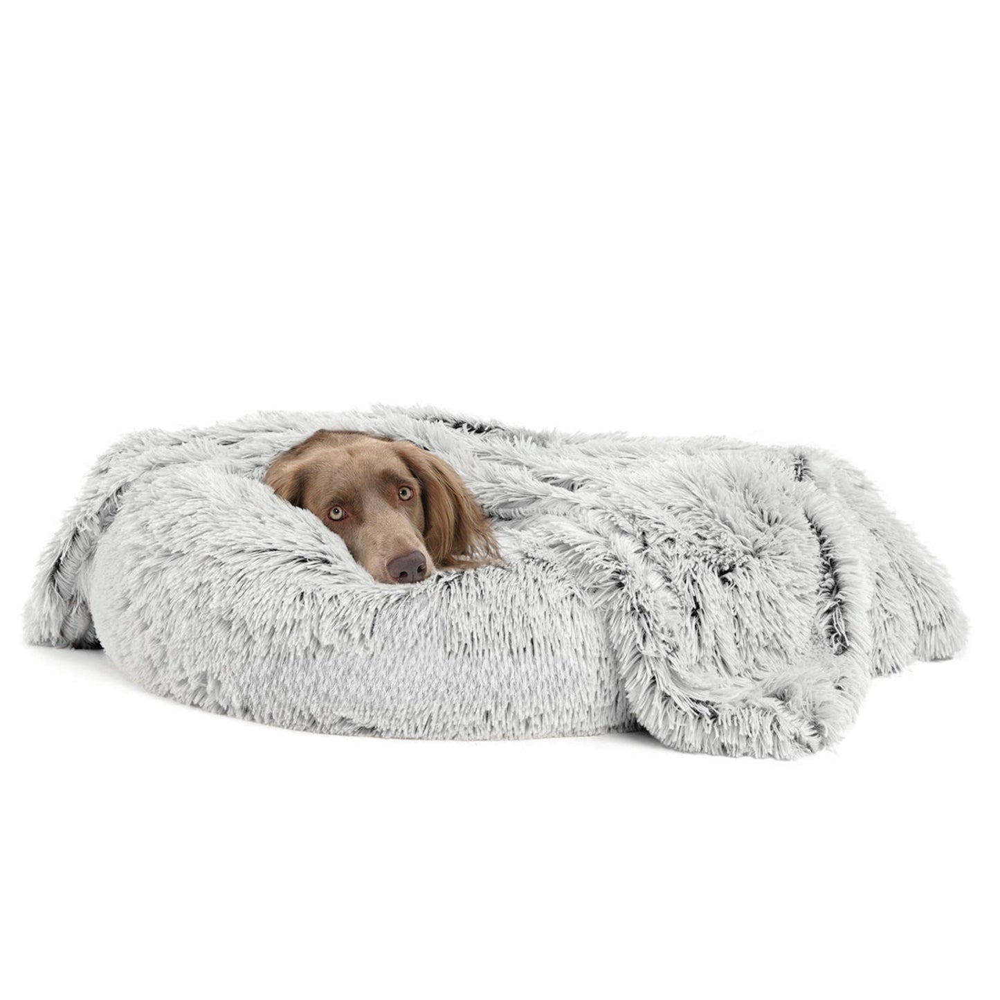 Calming Throw: sizing reference next to a dog