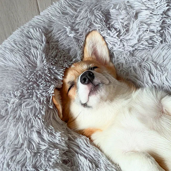 Calming Dog Bed: dog resting on the bed