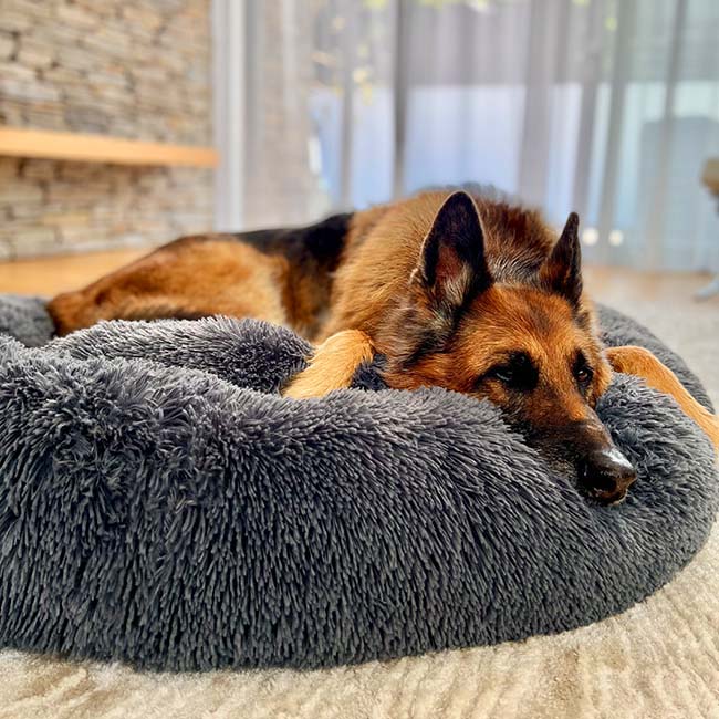 Calming Dog Bed: alternate color option