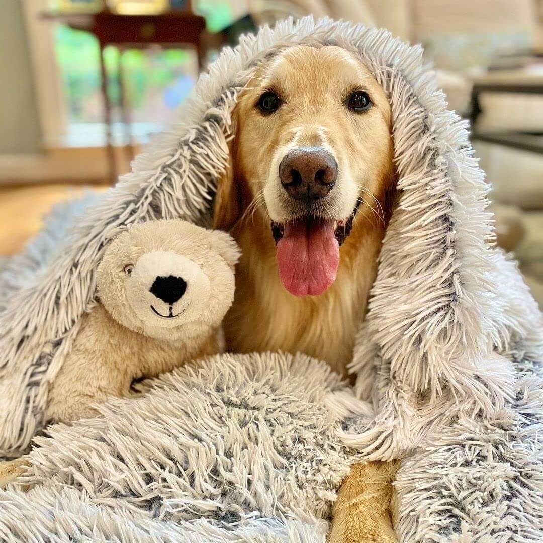 Calming Plush Pet Blanket: product overview