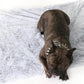 Calming Throw: dog resting on the bed