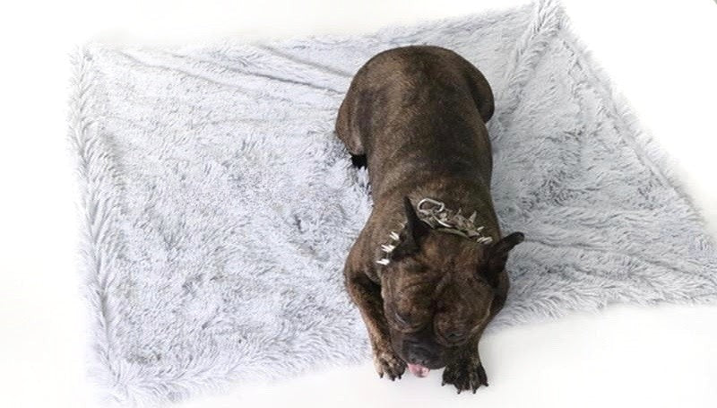 Calming Throw: dog resting on the bed