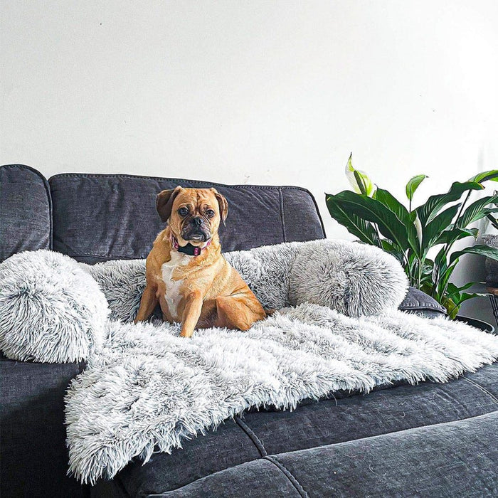 Calming Dog Furniture Cover: bed in a living room setting