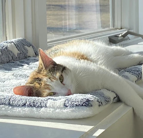 Calming Warm Dog and Cat Blanket: top-down view