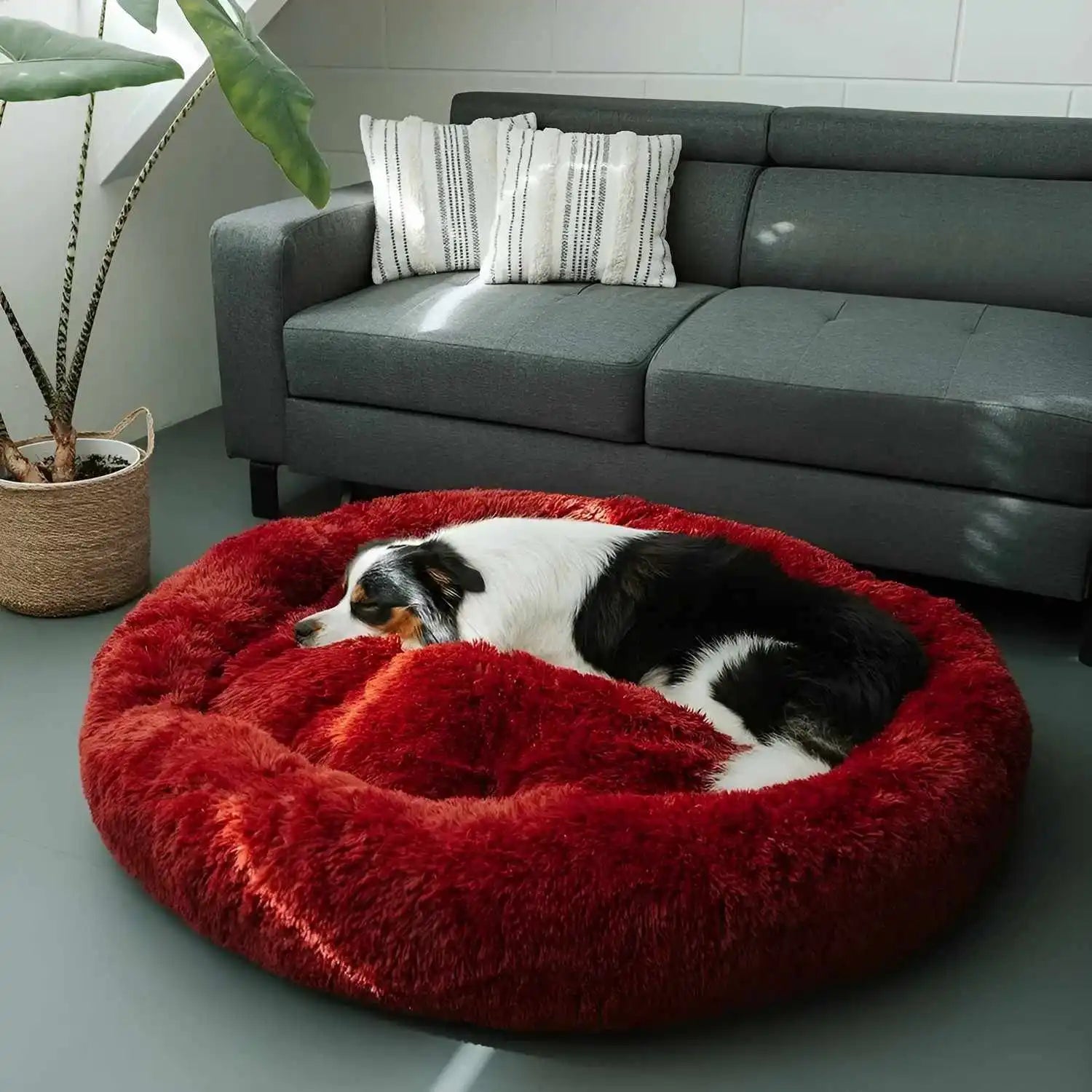 Calming Donut Dog Bed: top-down view
