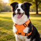 Reflective Adjustable Outdoor Dog Harness: sizing reference