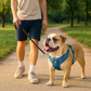 Premium Adventure Dog Harness: strap and buckle detail