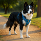 Premium Adventure Dog Harness: chest panel detail