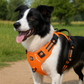 Comfort Control No Pull Dog Harness: strap and buckle detail