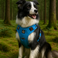 Comfort Control No Pull Dog Harness: D-ring and leash attachment view