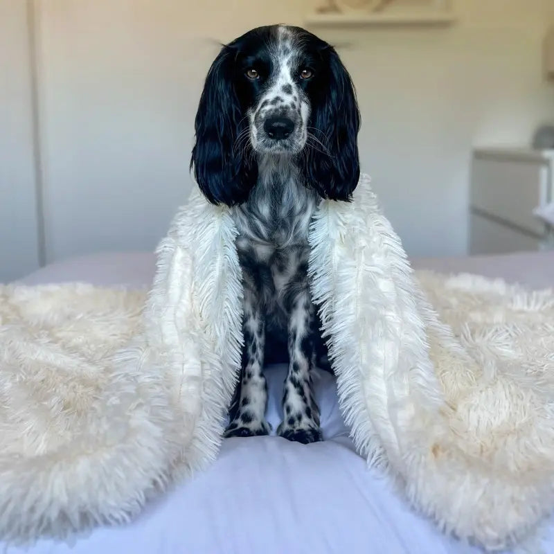 Calming Plush Pet Blanket: sizing reference next to a dog