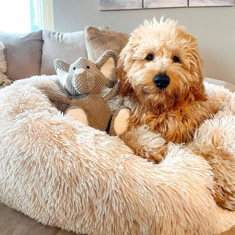 Calming Dog Bed: additional view 11