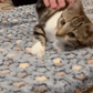 Calming Warm Dog and Cat Blanket: sizing reference next to a dog