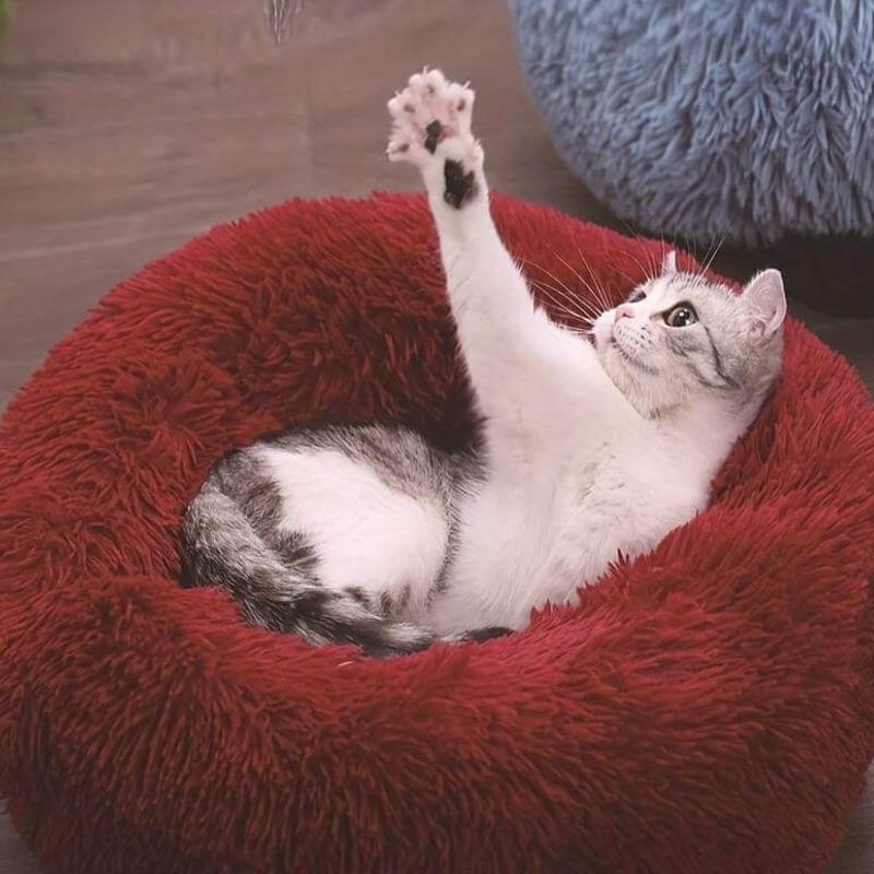 Calming Donut Cat Bed: top-down view