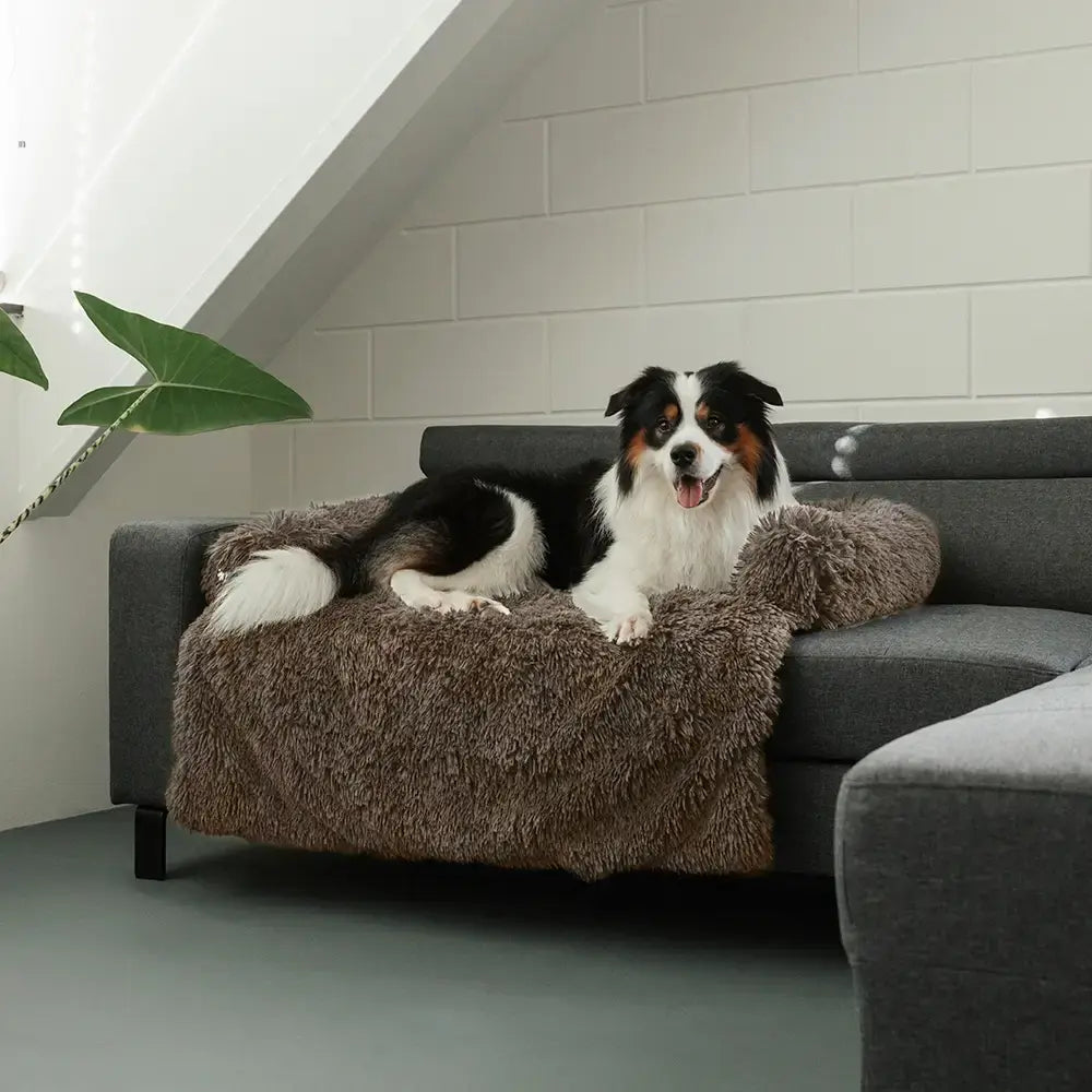 Plush Couch Cover: sizing reference next to a dog